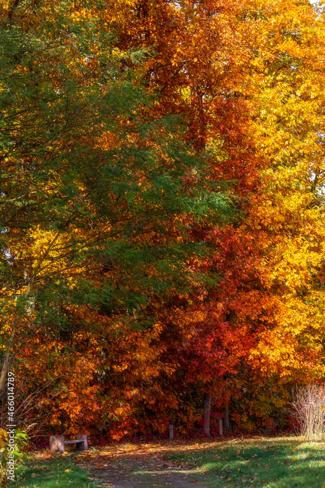 Naklejka premium jesień