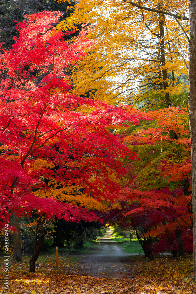 Naklejka premium jesień