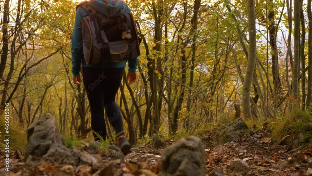 LOW ANGLE, LENS FLARE: Unrecognizable woman carries her adorable miniature pinscher dog in a backpack while hiking downhill. Fit female hiker treks at sunset with her puppy sitting in a backpack. LOW ANGLE, LENS FLARE: Unrecognizable woman carries her adorable miniature pinscher dog in a backpack while hiking downhill. Fit female hiker treks at sunset with her puppy sitting in a backpack.