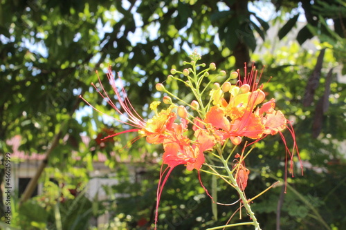 red flower in the garden