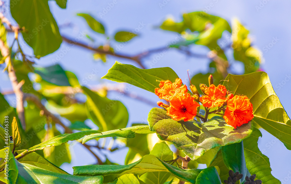 Kou Cordia subcordata flowering tree with blue sky in Mexico. Kou Cordia subcordata flowering tree with blue sky in Mexico.
