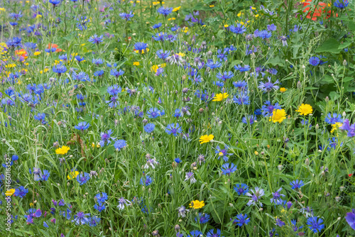 Feld of colorful wild and meadow flowers for garden and park decoration