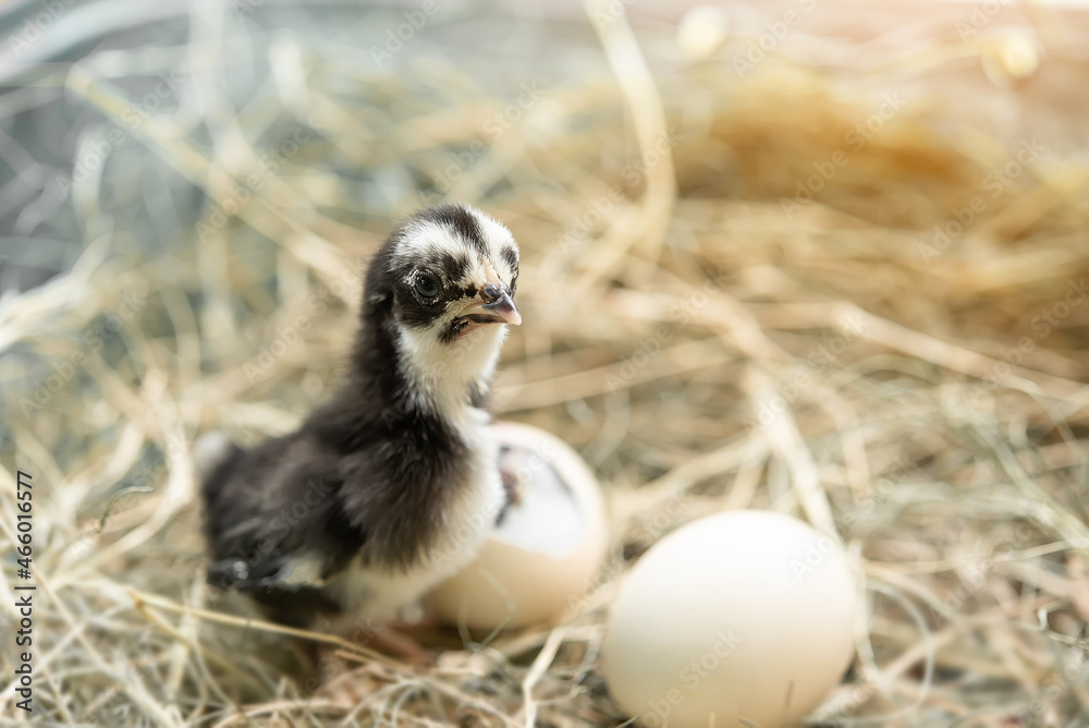 One baby chick is born in nature and blurred background of two eggs waiting to hatch , grow up concept One baby chick is born in nature and blurred background of two eggs waiting to hatch , grow up concept