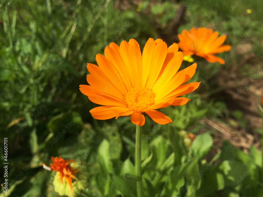Calendula officinalis flowers. Marigold in the garden.