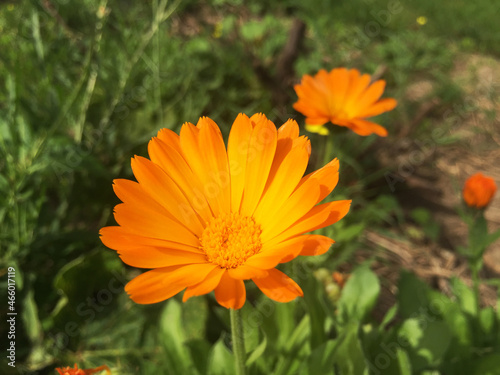 Obraz na płótnie Calendula officinalis flowers. Marigold in the garden. w salonie