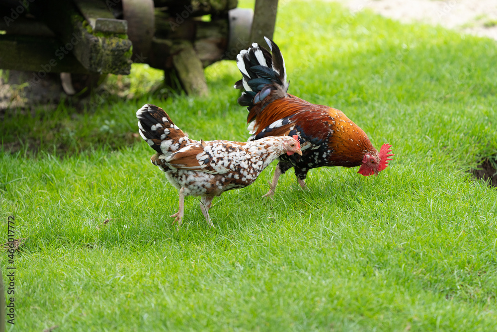 Beautifull coloured range of chicken (hens and cock) on the grass looking for insects at a farm on a sunny day Beautifull coloured range of chicken (hens and cock) on the grass looking for insects at a farm on a sunny day