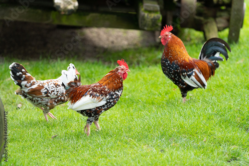 Beautifull coloured range of chicken (hens and cock - sabelpoot Booted Bantam) on the grass looking for insects at a farm on a sunny day