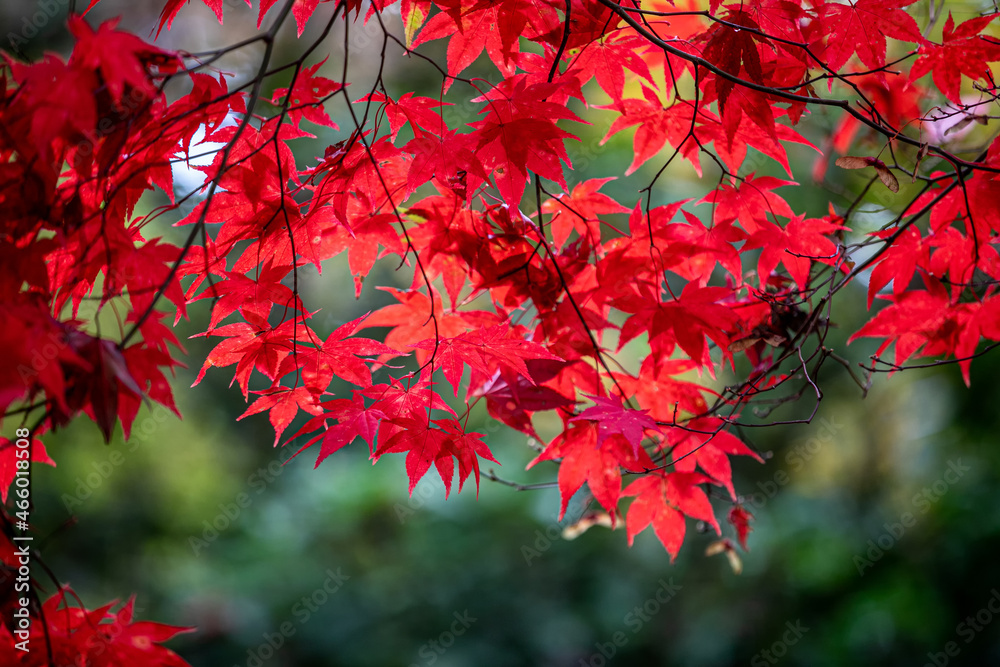 Fototapeta premium jesień