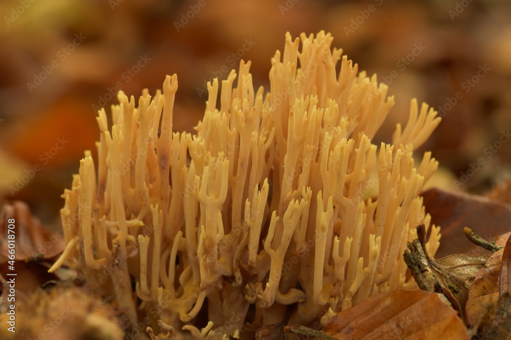 Coral fungi in UK woodland Coral fungi in UK woodland