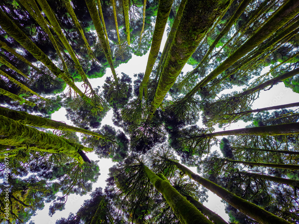 Obraz premium pine tree forest up angle shot with white defused fog background at morning from different angle