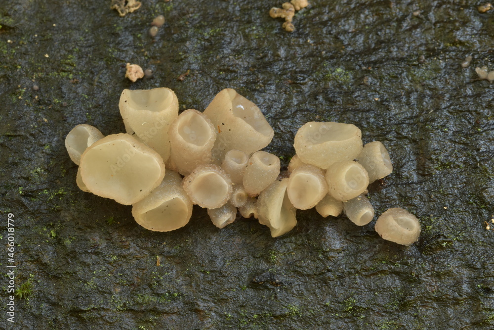 Fototapeta premium Beech jelly cup fungus