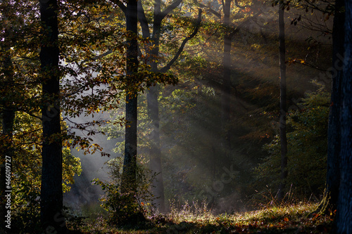 Rays of sun light trough the forest.
