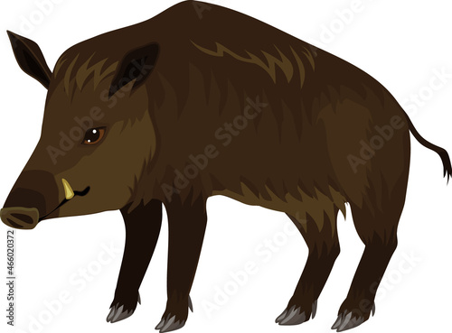 European wild boar (Sus scrofa) isolated on white background