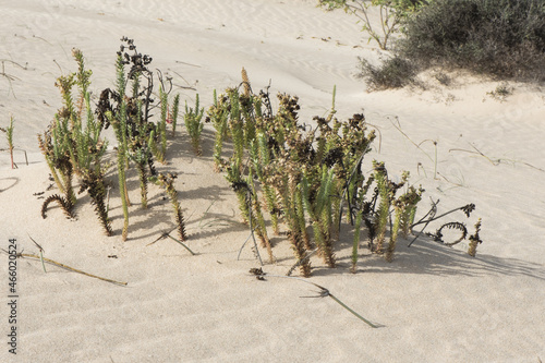Euphorbia paralias the sea spurge small green colored plant growing in the sand of the dunes with small green leaves on sandy bottom photo