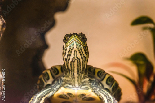 Front face capture of red eared slider