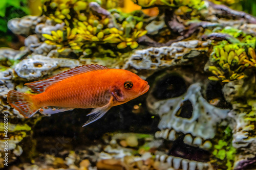 fish swimming in aquarium - red zebra cichlid