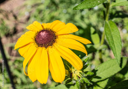 Closeup of a Wild Sunflower in full bloom