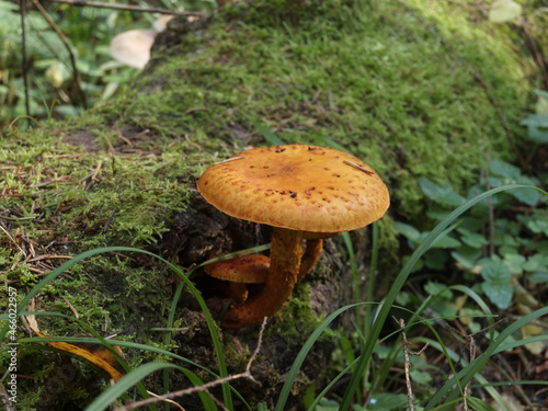 Yellow mushroom on a moss-covered tree in an autumn forest among leaves and grass.