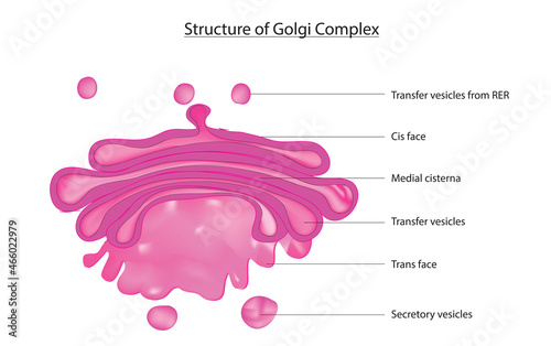 Biological structure of Golgi body (Golgi apparatus), golgibody golgi body