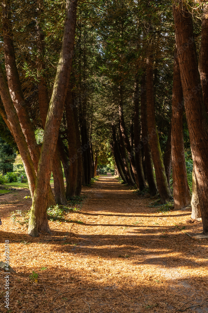 schöne Allee auf einem Friedhof 