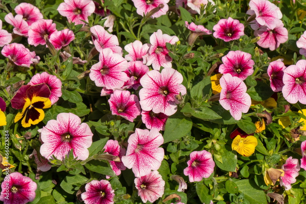 Beautiful hybrid pink petunias bloom on a sunny day in summer. Beautiful hybrid pink petunias bloom on a sunny day in summer.