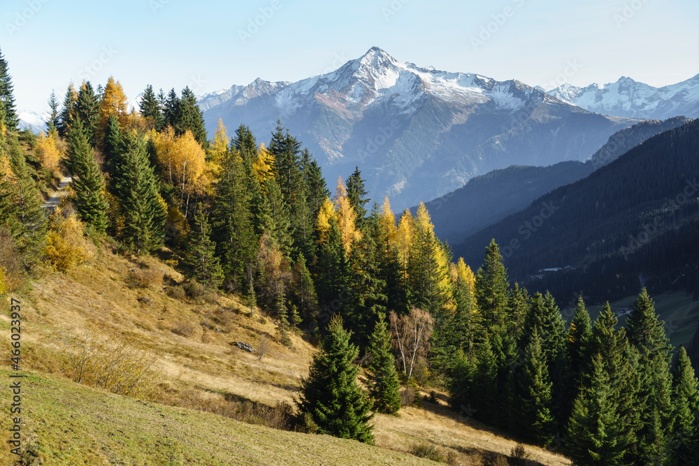 Wald in Herbstfarben mit schneebedecktem Berg im Hintergrund
