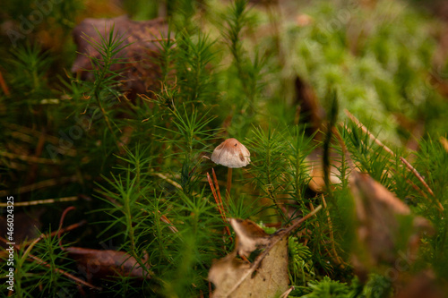a small gray mushroom in the forest. mushroom and green grass.