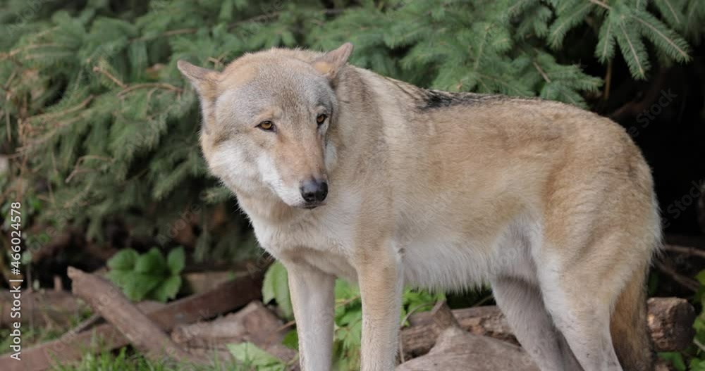 wolf-canis-lupus-also-known-as-the-gray-wolf-is-the-largest-extant