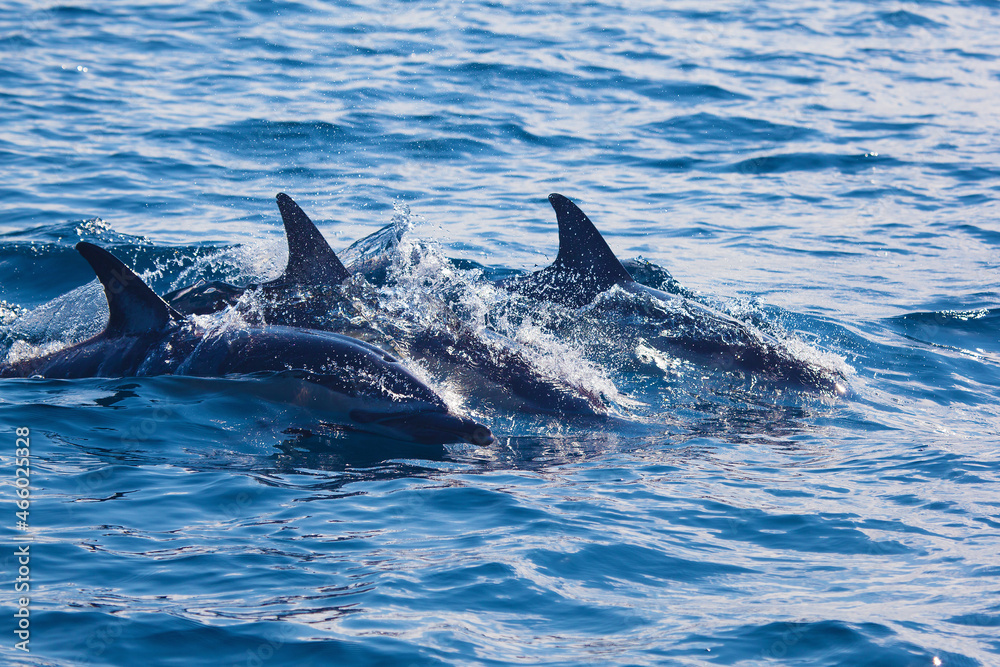 Dolphins, Cantabrian Sea, Basque Country, Spain Dolphins, Cantabrian Sea, Basque Country, Spain