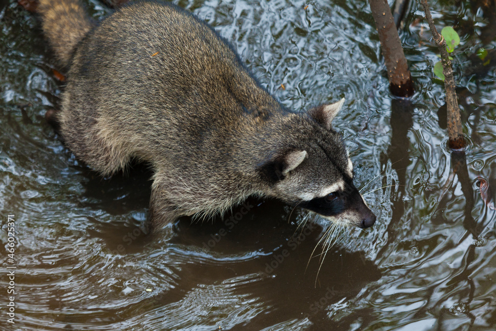 Raccoon in Manuel Antonio National Park, Costa Rica Raccoon in Manuel Antonio National Park, Costa Rica