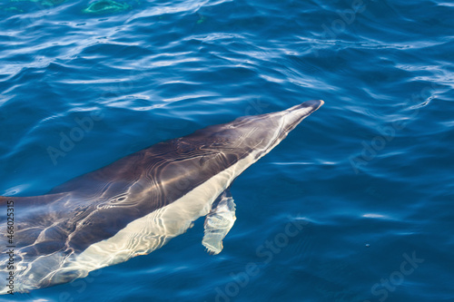 Dolphin, Cantabrian Sea, Basque Country, Spain photo