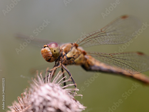 dragonfly on a burr © Ирина Белых