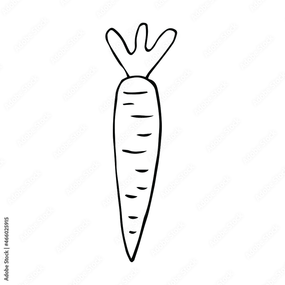 Fresh carrot vector illustration, hand drawing sketch Fresh carrot vector illustration, hand drawing sketch