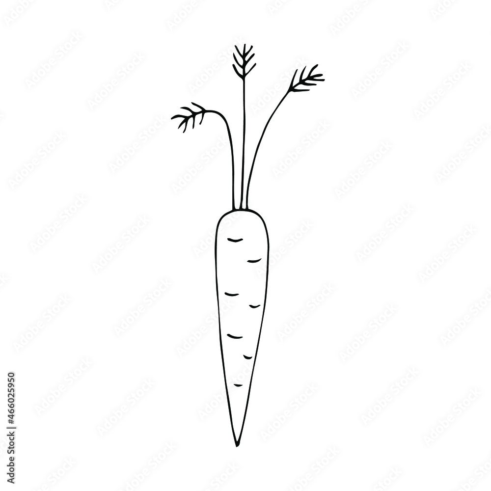Fresh carrot with tops vector illustration, hand drawing doodle Fresh carrot with tops vector illustration, hand drawing doodle