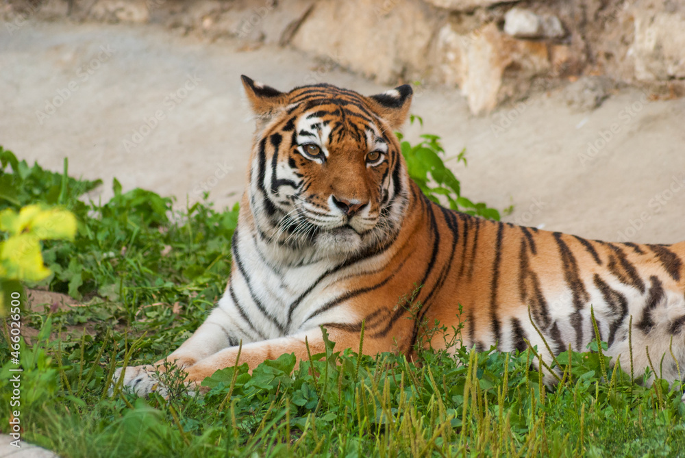 The tiger is lying on the green grass. The tiger is lying on the green grass.