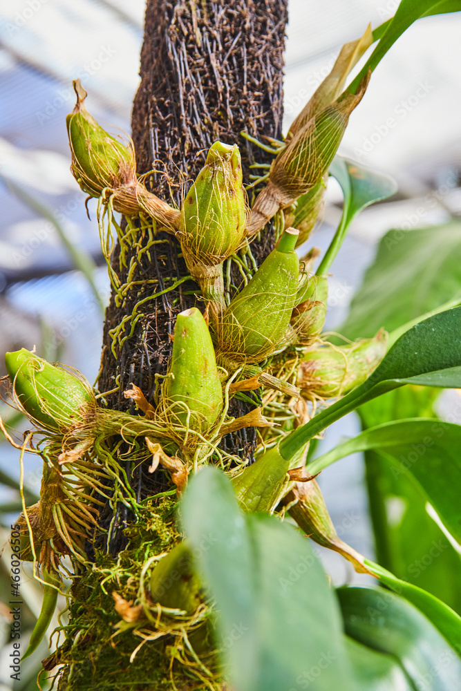 Obraz premium Unusual greenhouse plants growing on wood with exposed roots