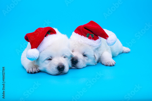 two christmas puppies on isolated background © Natallia Vintsik