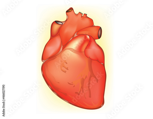 Biological illustration of human heart (Heart anatomy)