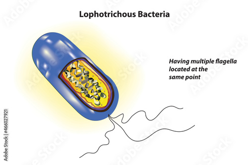 Biological illustration of Lophotrichous Bacteria