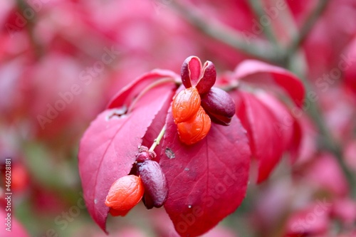 Red leaves and berries 