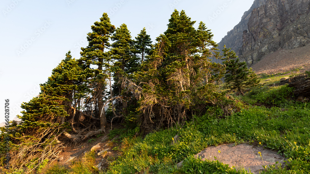Fototapeta premium A small cluster of sub alpine fir trees grows in an alpine meadow near the Hidden Lake trail in Glacier National park Montana. 