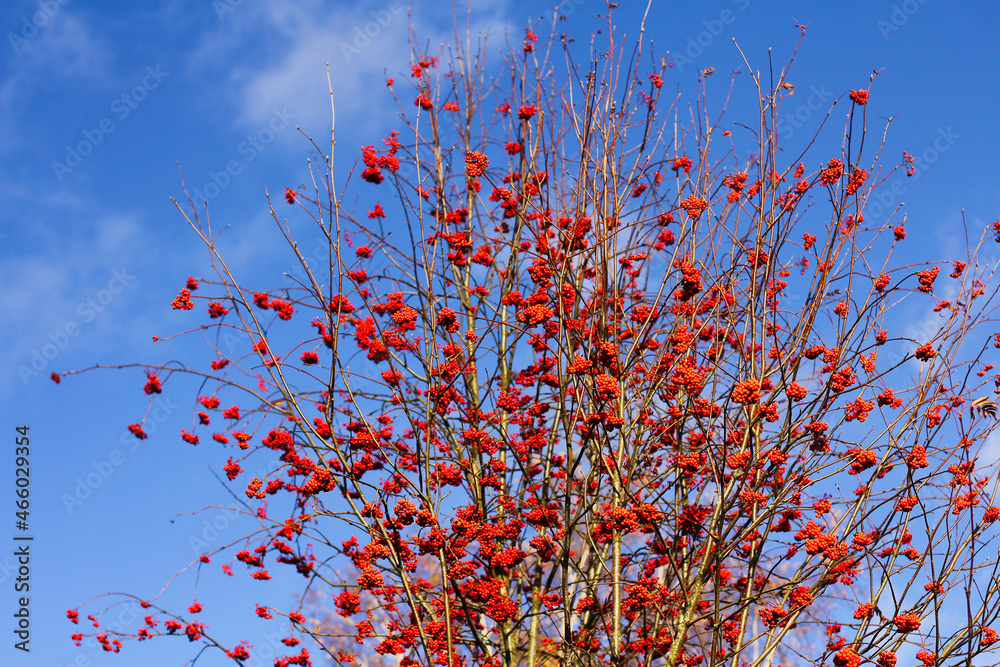 Clusters of red mountain ash. rowan berries on branches without leaves against blue autumn sky Clusters of red mountain ash. rowan berries on branches without leaves against blue autumn sky