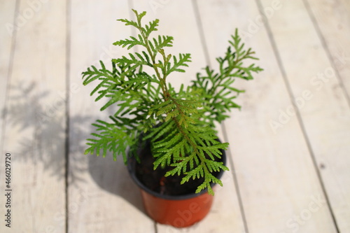 Żywotnik zachodni THUJA OCCIDENTALIS 'Smaragd'