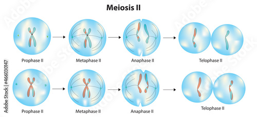 Biological cell stages of  meiosis II photo