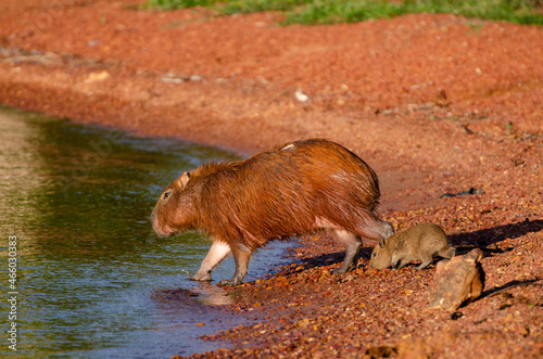 Baby capybara with mother