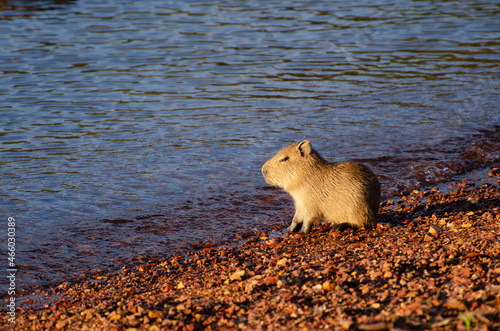 Baby capybara by the lake or river