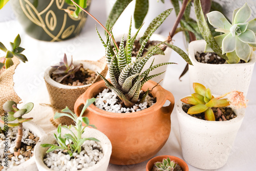set of succulents in pots with white background