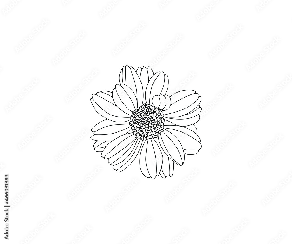 Fototapeta premium Chamomile herbal illustration. Line drawn botanical style. Absolutely vector.