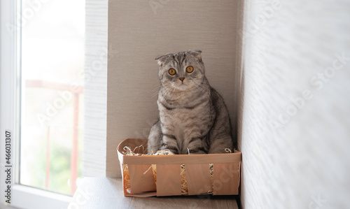 Cute cat sitting in the wooden box