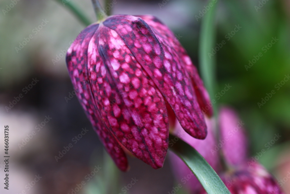 Szachownica kostkowata Fritillaria meleagris Szachownica kostkowata Fritillaria meleagris
